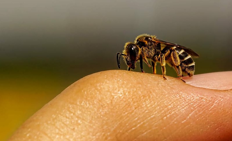 Honey bee on the skin